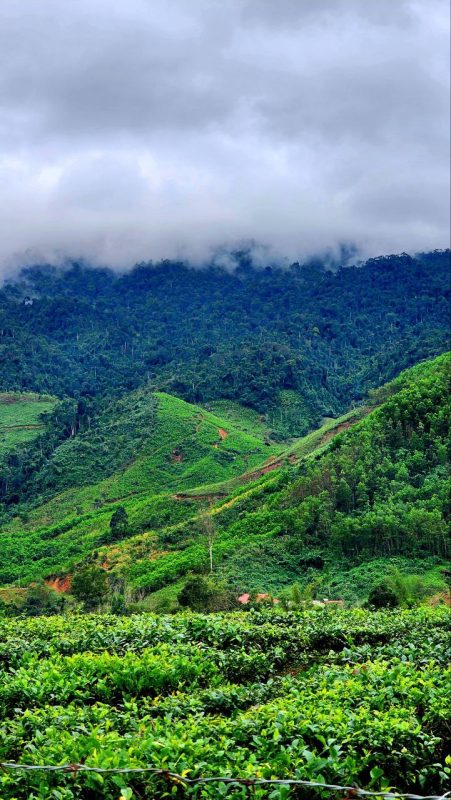 Đồi núi đồi chè Đông Giang 2